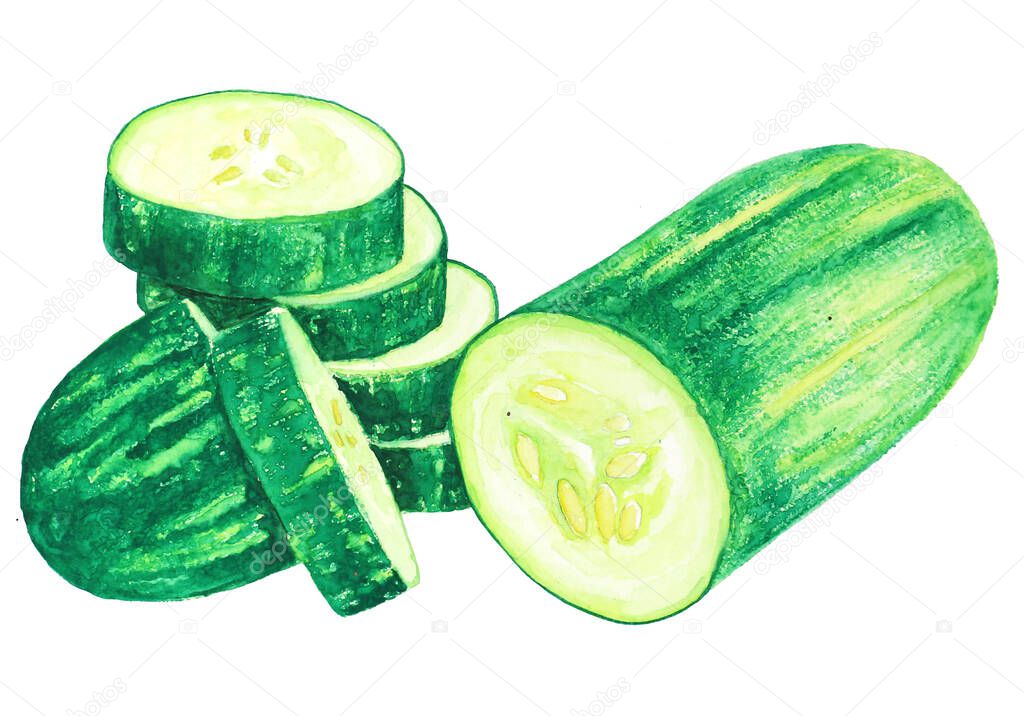 cucumber watercolor illustration. Assorted organic vegetables