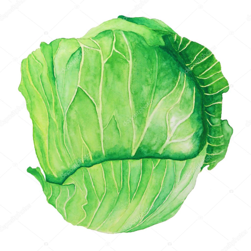 cabbage watercolor illustration. Assorted organic vegetables