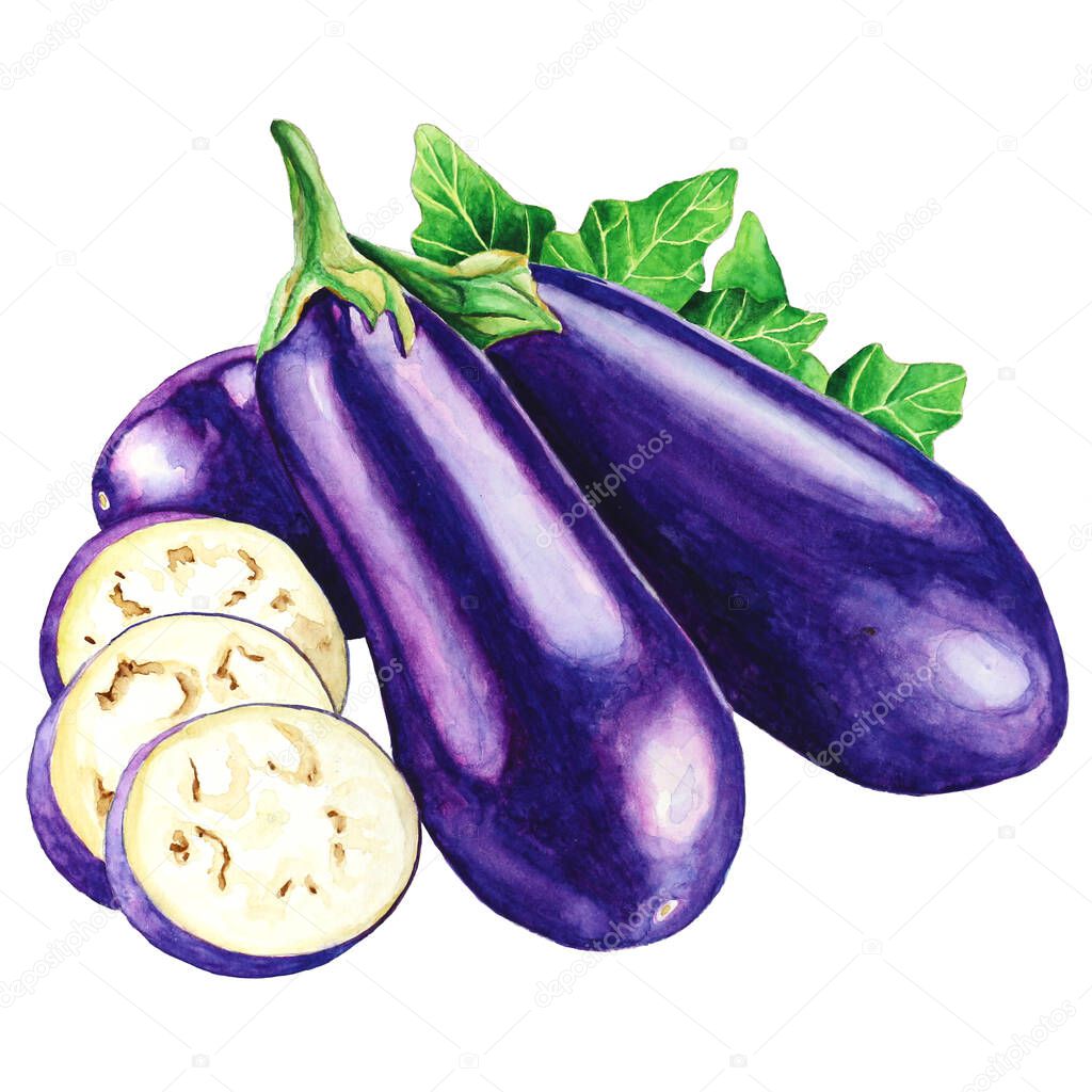 eggplant watercolor illustration. Assorted organic vegetables