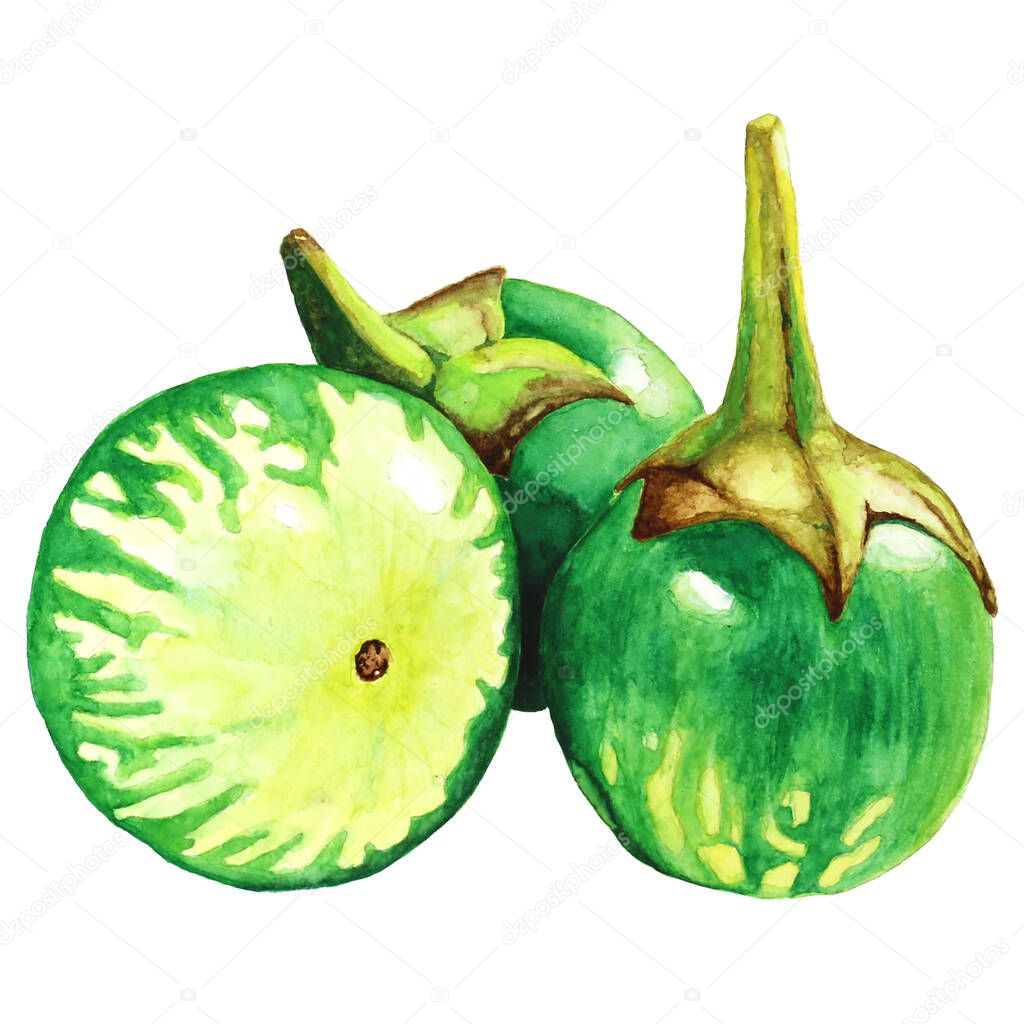 egg plant thai awatercolor illustration. Assorted organic vegetables