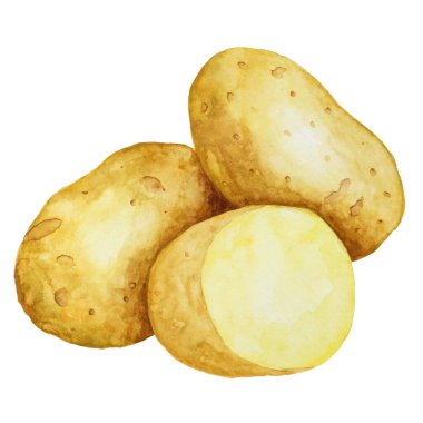 Patates suluboya çizimi. Çeşitli organik sebzeler.