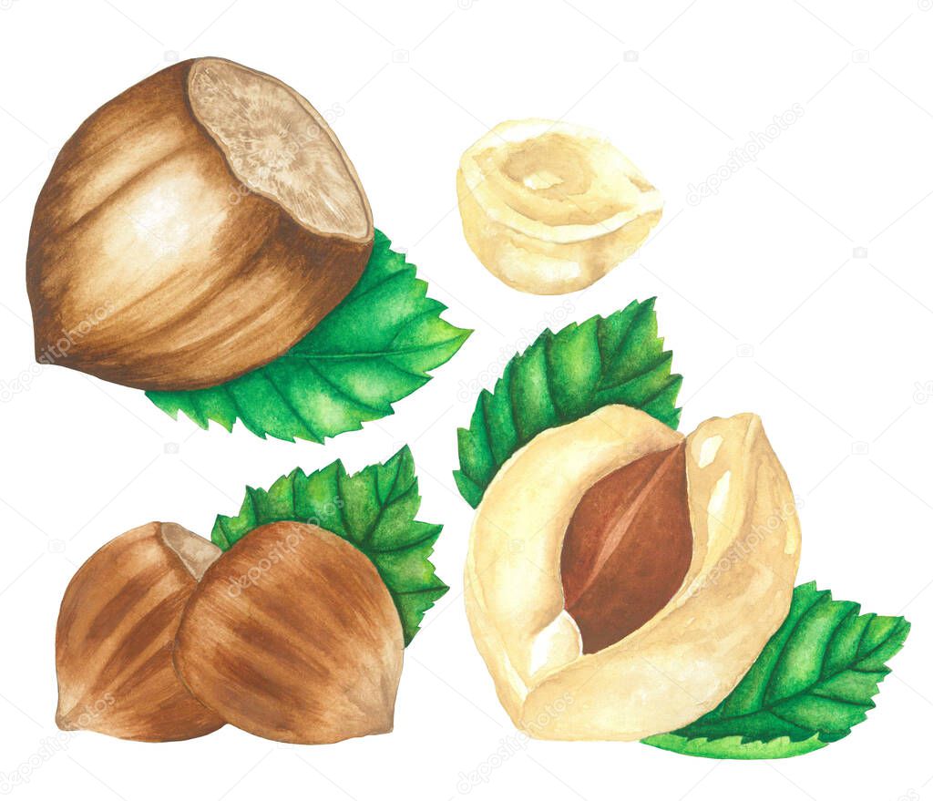 hazelnuts object watercolor illustration isolated white backgound