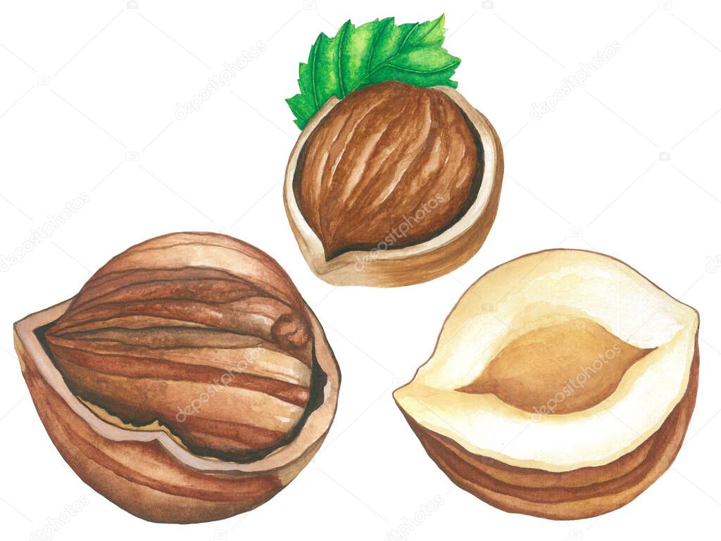 hazelnuts object watercolor illustration hand painted isolated white backgound