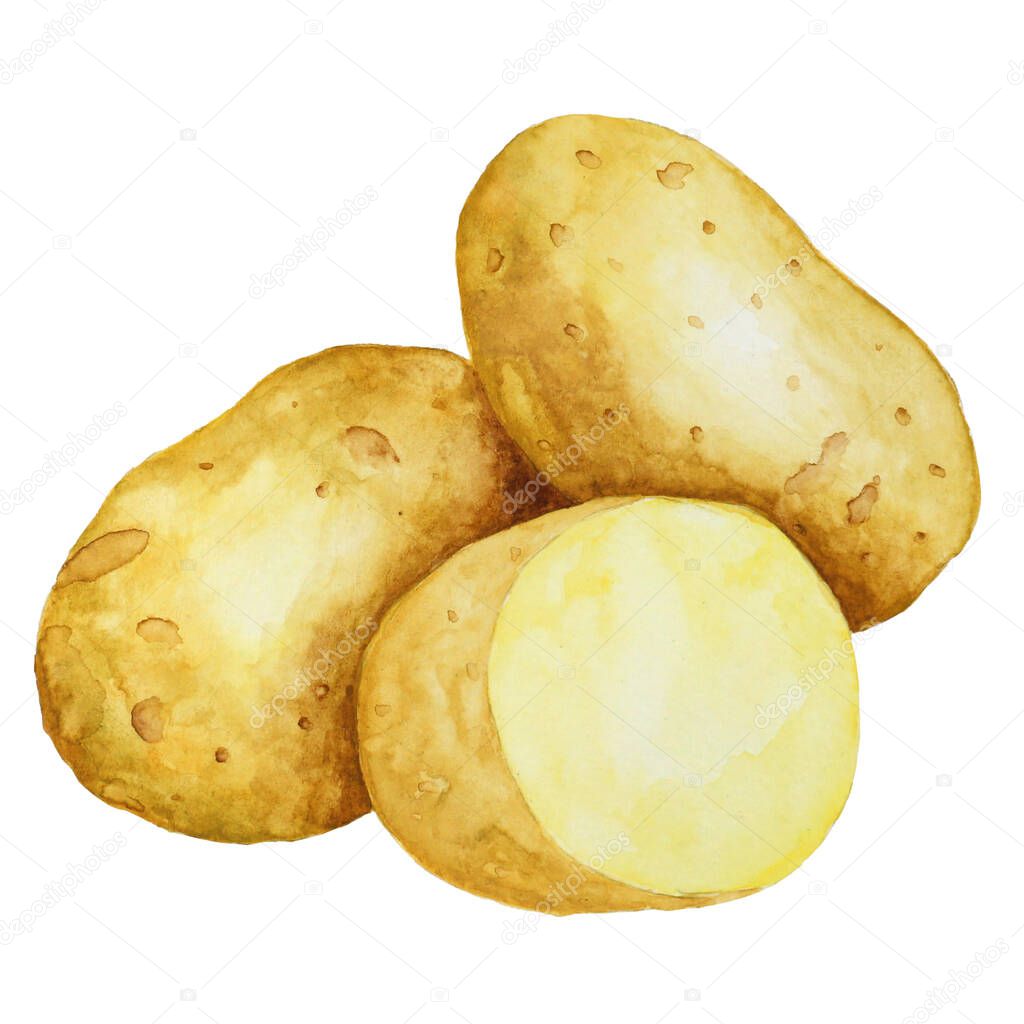 potato watercolor illustration. Assorted organic vegetables