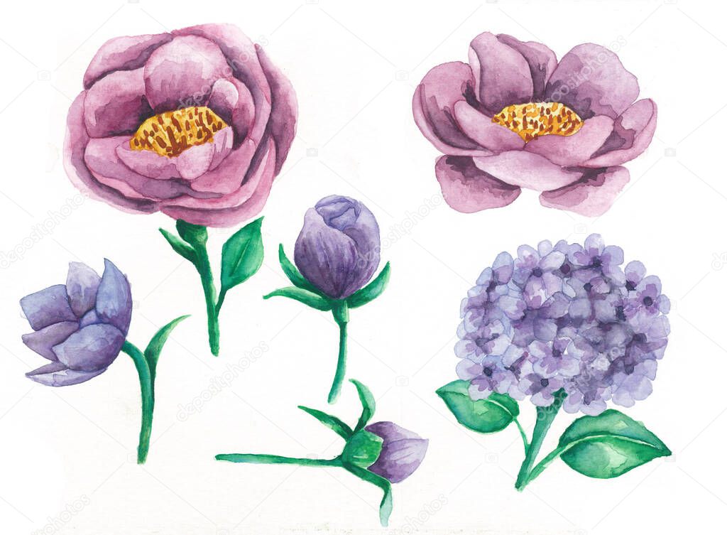 Rose-Hydrangea-flower-and-leaves-object-collection-hand-painted-watercolor-illustration-with-white-background