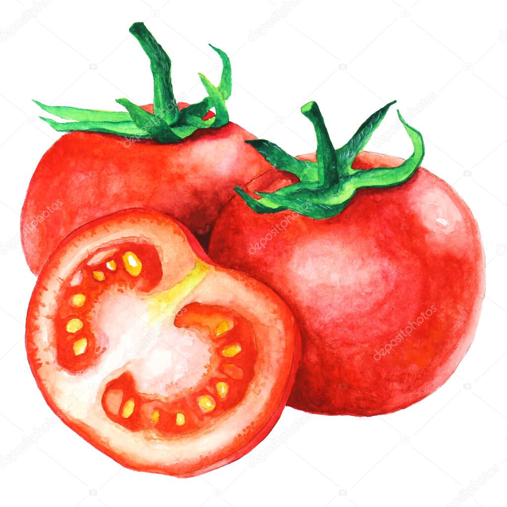 tomato watercolor illustration. Assorted organic vegetables