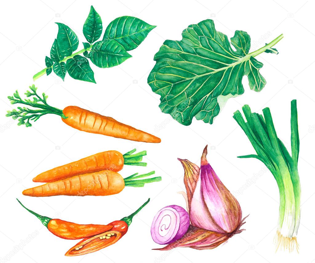 watercolor illustration. Assorted organic vegetables