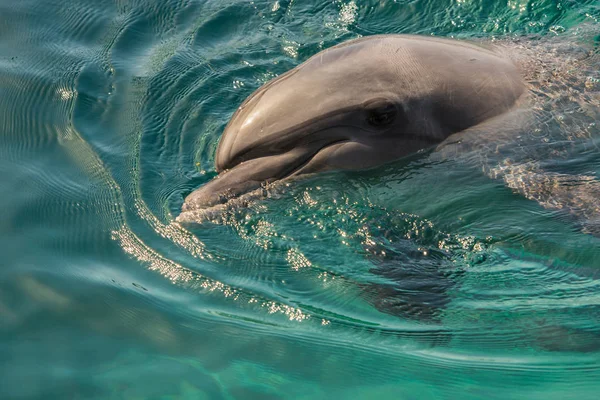 Delfín descansa en la superficie del agua — Foto de Stock