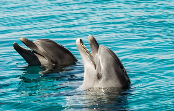 Dos delfines juegan en el agua azul del mar — Foto de Stock