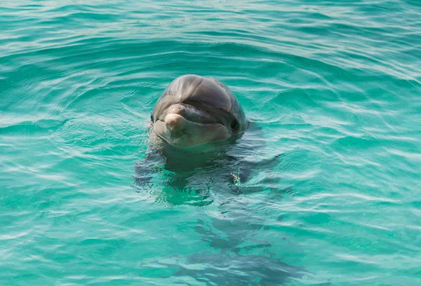 Delfín en el agua azul del mar — Foto de Stock