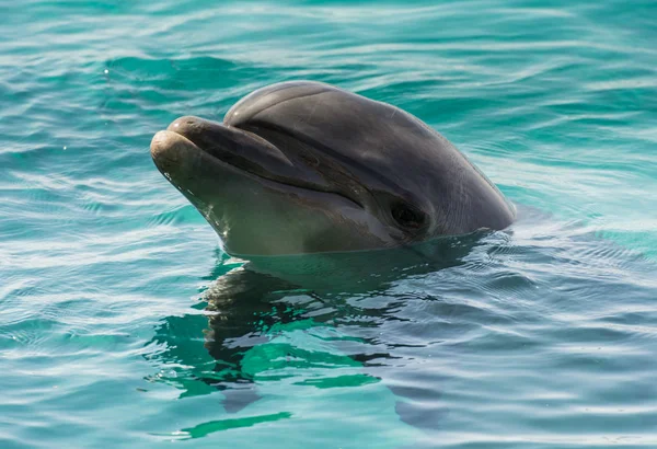 Delfín en el agua azul del mar — Foto de Stock