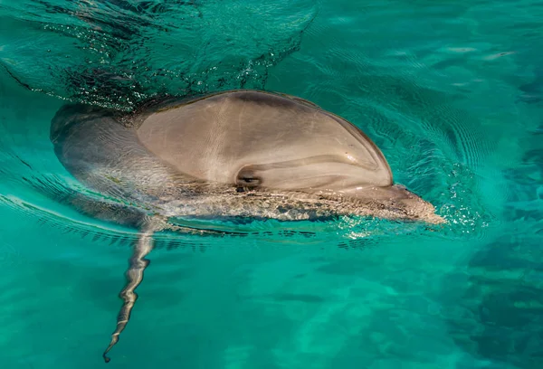 海豚在蓝色的海水 — 图库照片