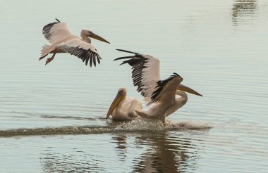 Üç beyaz Pelikan suyun yüzeyinde. Fotoğraf Evropy Afrika kuşları geçiş sırasında uyanık ve gözlem hisse senedi Mishmar Hasharon ve rezervuar Emek Hefer, İsrail, çekilmiş