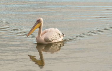 Büyük beyaz Pelikan Yüzme bir havuzda. Fotoğraf Evropy Afrika kuşları geçiş sırasında uyanık ve gözlem hisse senedi Mishmar Hasharon ve rezervuar Emek Hefer, İsrail, çekilmiş