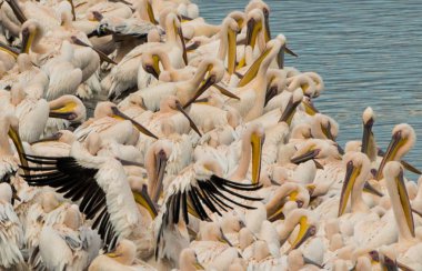 Pelikan sürüsü gölün kıyısında bekletin. Fotoğraf Evropy Afrika kuşları geçiş sırasında uyanık ve gözlem hisse senedi Mishmar Hasharon ve rezervuar Emek Hefer, İsrail, çekilmiş