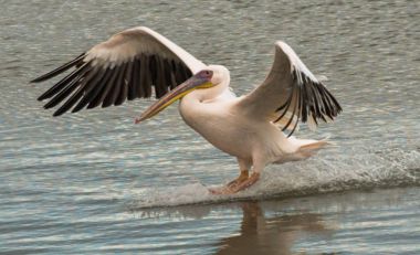  Pelikan su yüzeyine iner. Fotoğraf Evropy Afrika kuşları geçiş sırasında uyanık ve gözlem hisse senedi Mishmar Hasharon ve rezervuar Emek Hefer, İsrail, çekilmiş