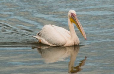Büyük beyaz Pelikan Yüzme bir havuzda. Fotoğraf Evropy Afrika kuşları geçiş sırasında uyanık ve gözlem hisse senedi Mishmar Hasharon ve rezervuar Emek Hefer, İsrail, çekilmiş