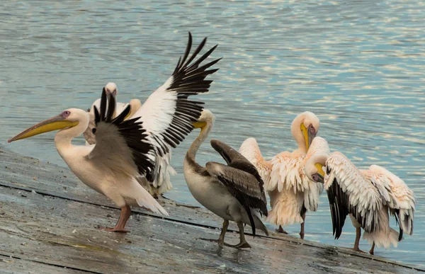 Pelikane Erfrischen Sich Nach Einer Nachtruhe Das Foto Wurde Während — Stockfoto
