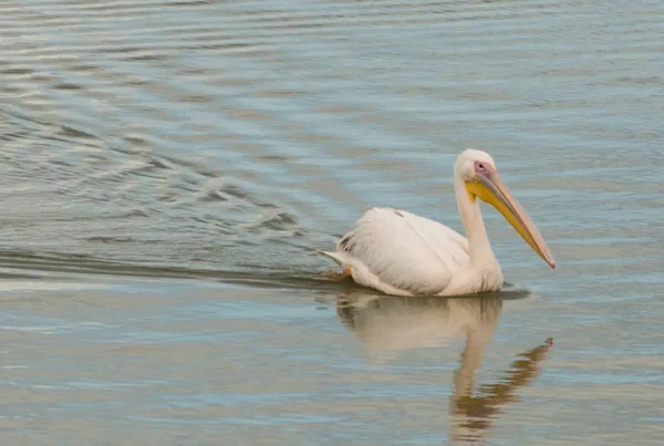 Great White Pelican Swimming Pond Photo Taken Lookout Observation Stock — Stock Photo, Image