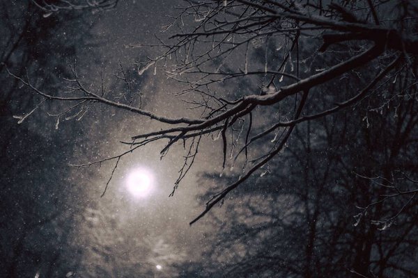 Winter landscape. Mystical atmospheric night forest scene falling snow from sky and white full moon backlight illuminating bare tree branches covered with snow and dark tree silhouettes on background