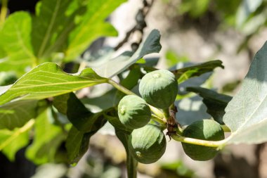 Yeşil yapraklı ağaç dallarında yetişen yeşil incir meyveleri..