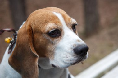 Beyaz ve kahverengi köpek