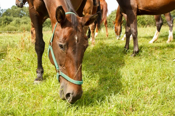 Cavallo che mangia erba — Foto Stock