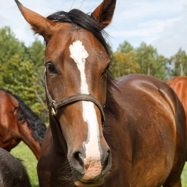 Hästen ser på kameran — Stockfoto