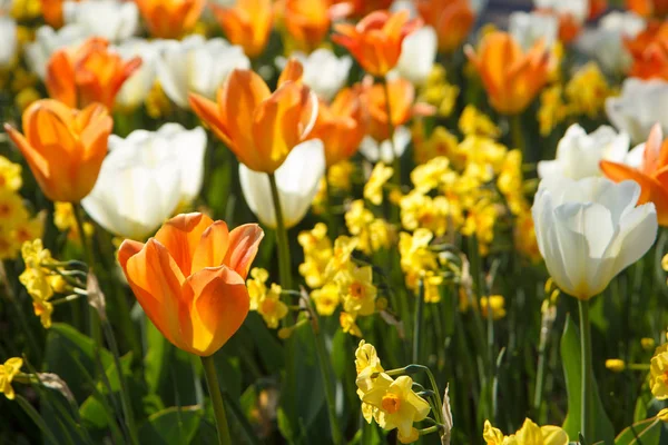 Gekleurde tulpen en narcissen — Stockfoto