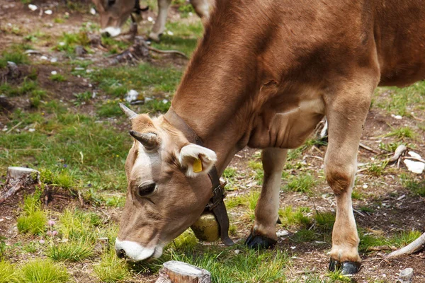 Alpine cow eats grass — Stock Photo, Image