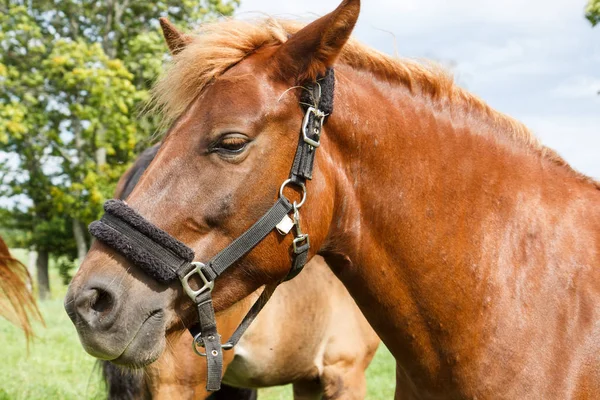 En hästar huvud — Stockfoto