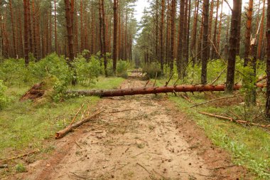 ağaç yolun dışına düştü