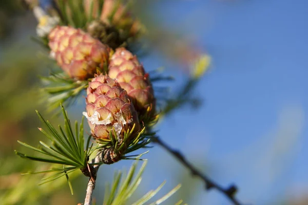 Jonge groene kegels — Stockfoto