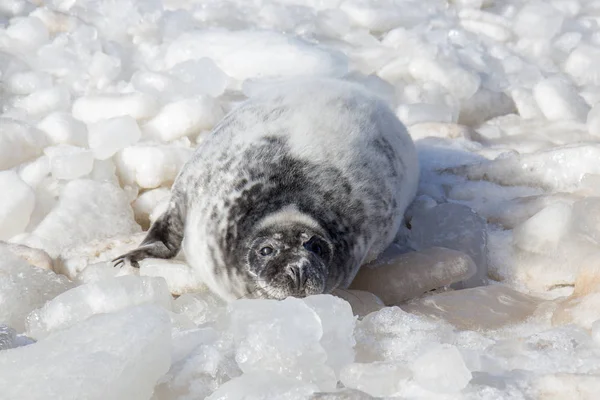 Sea calf baby relaxing on ice — Stock Photo, Image