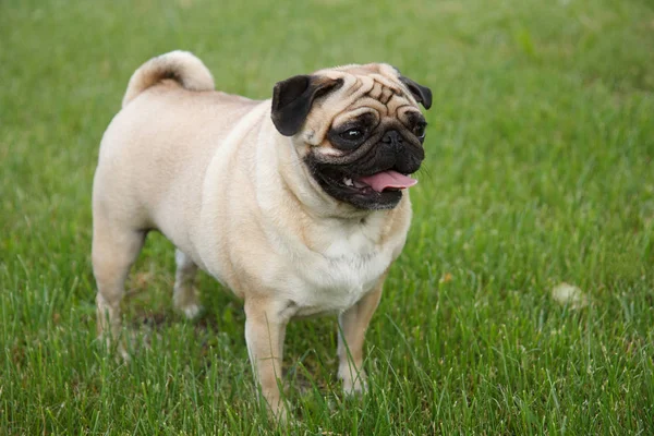 Cão pug no jardim — Fotografia de Stock