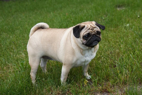 Cão pug no jardim — Fotografia de Stock