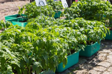 kaplarda domates fidesi