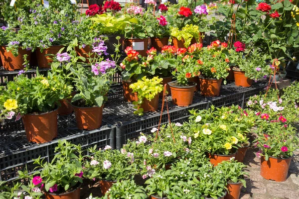 Sale of flower pots — Stock Photo, Image