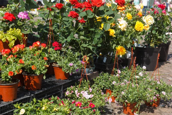 Sale of flower pots — Stock Photo, Image