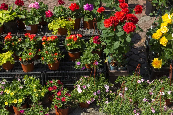 Verkoop van bloempotten — Stockfoto