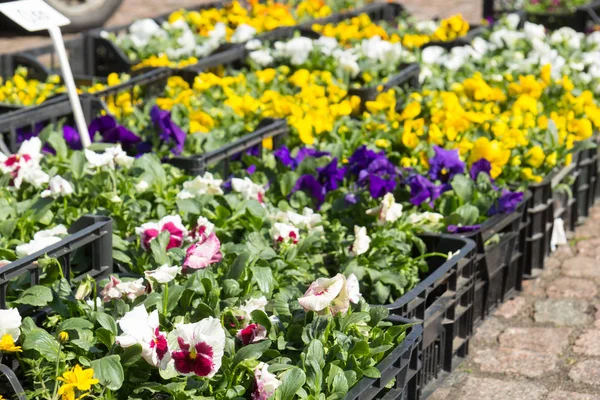 Verkopen van zaailingen van bloemen — Stockfoto