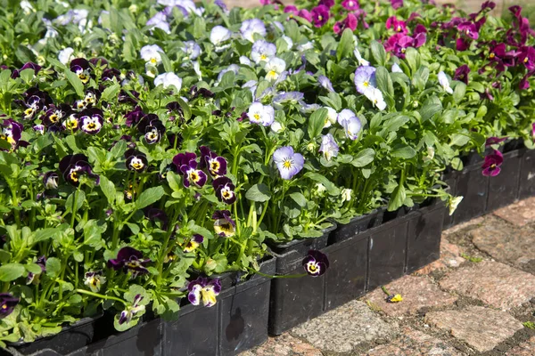 Selling seedlings of flowers — Stock Photo, Image