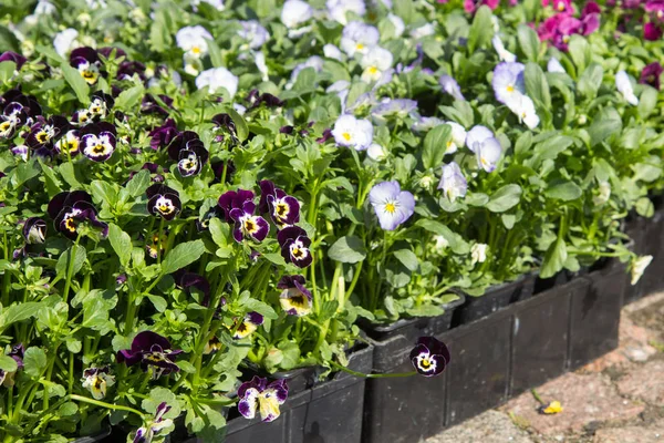 Selling seedlings of flowers — 스톡 사진