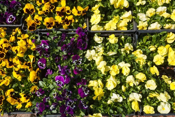 Selling seedlings of flowers — Stock Photo, Image