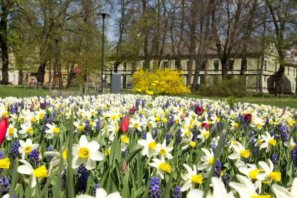 Bloembed met verschillende lentebloemen — Stockfoto