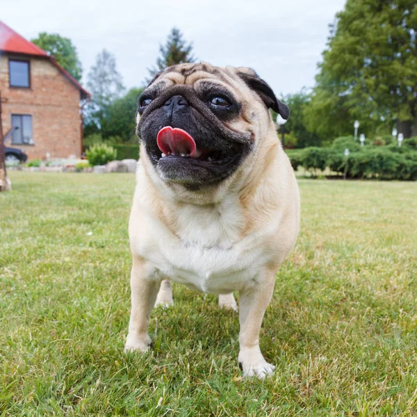Retrato de cão de pug agradável ao ar livre . — Fotografia de Stock