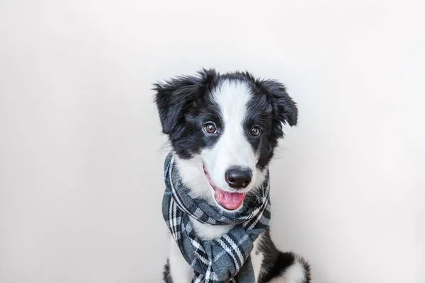 Funny cute puppy dog border collie wearing warm clothes scarf