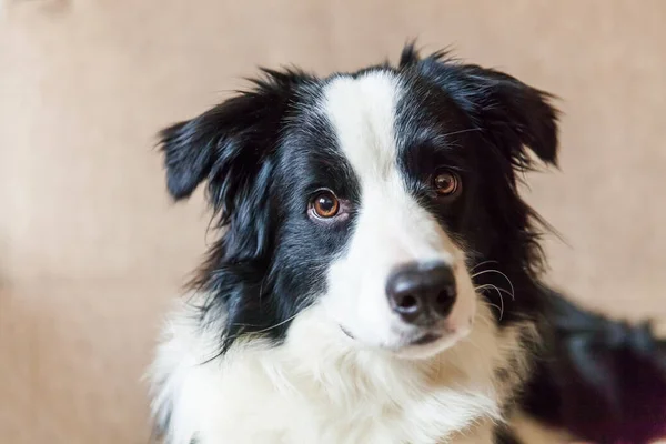 Portret amuzant de cățeluș drăguț zâmbitor câine frontieră Collie pe canapea. Un nou membru minunat al câinelui mic de familie la domiciliu privind și așteptând. Îngrijirea animalelor și conceptul de animale . — Fotografie, imagine de stoc