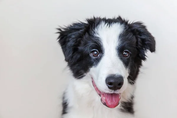 白地にかわいい smilling 子犬犬ボーダーコリーの面白いスタジオ ポートレート — ストック写真