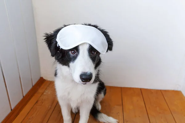 Evdeki arka planda uyuyan göz maskeli komik, gülen yavru köpek sınır köpeği çoban köpeği. — Stok fotoğraf